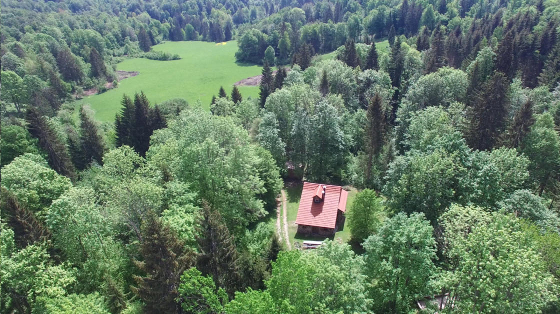 Gozdna ko�a Studeno